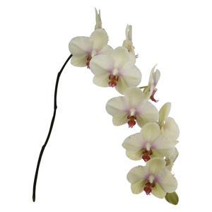25x Phal.omega