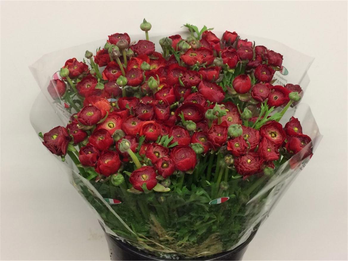 50x Ran.eleg.red 30cm