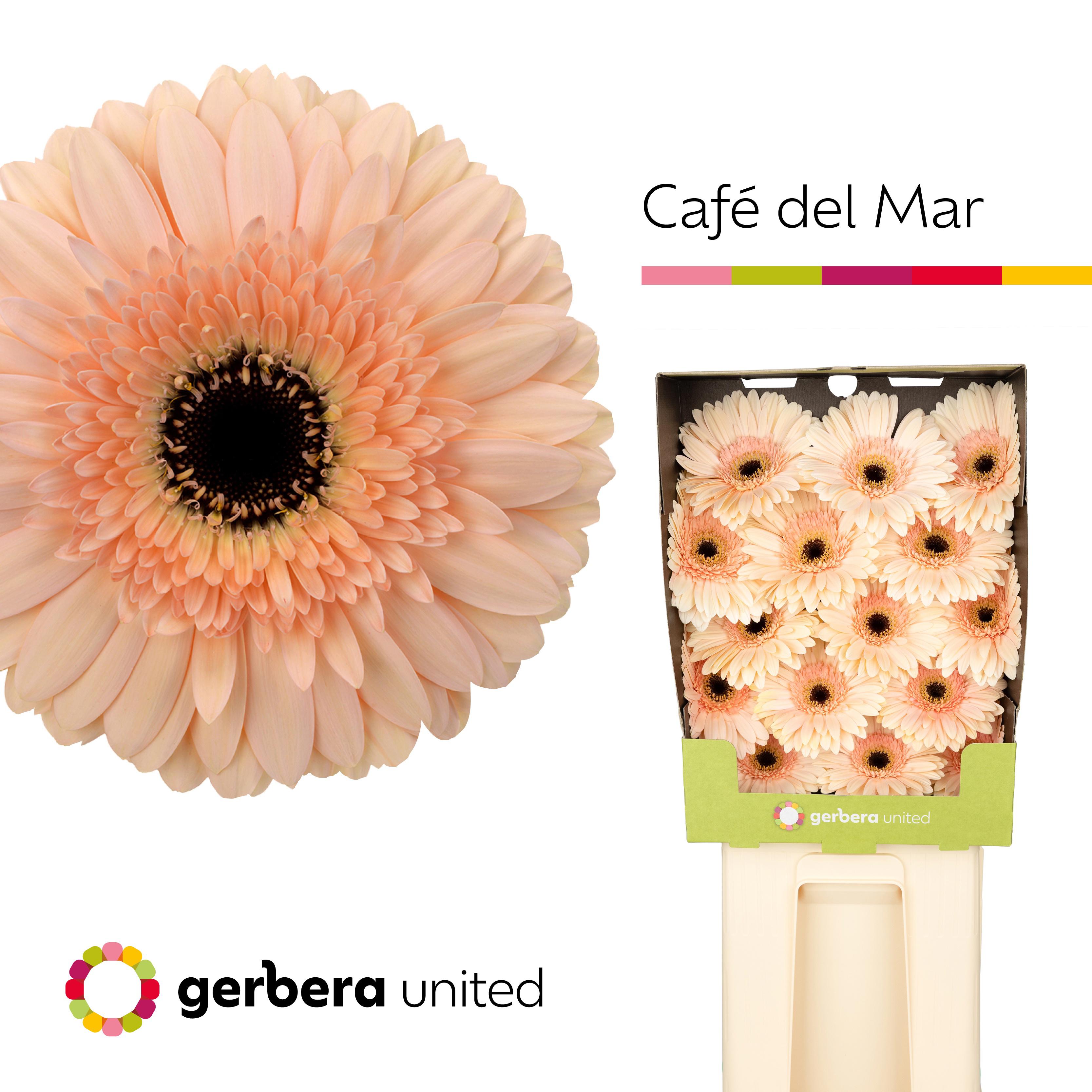 15x Gerb.cafe del mar zh 70cm