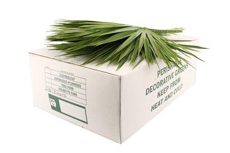 1x Sg palmetto regular