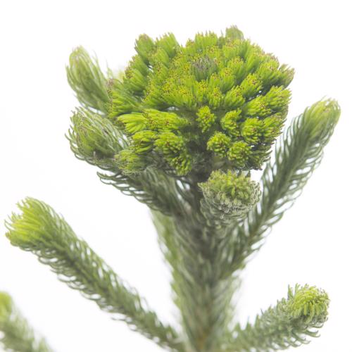 10x Pg brunia albigreen 50cm