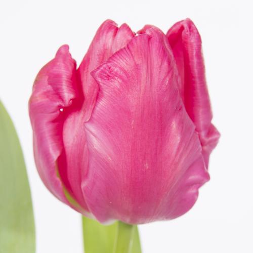 50x Tulipa marvel parrot pa 40cm