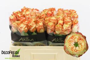 10x Rosa karma-bb 50cm