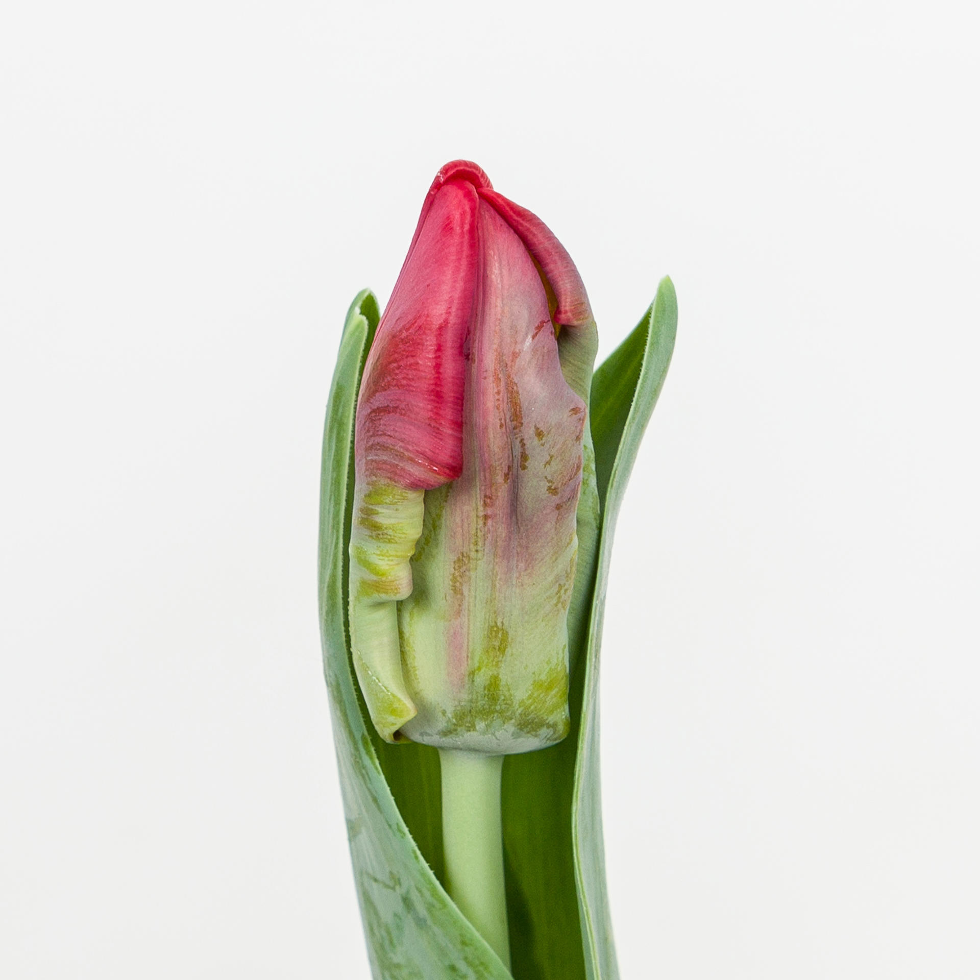 50x Tulipa seadov parrot pa 30cm