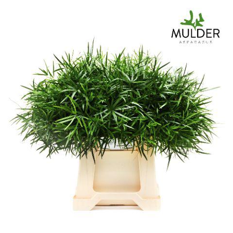 50x Aspar.falcatus 40cm