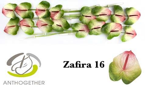 16x Anth.zafira 10cm