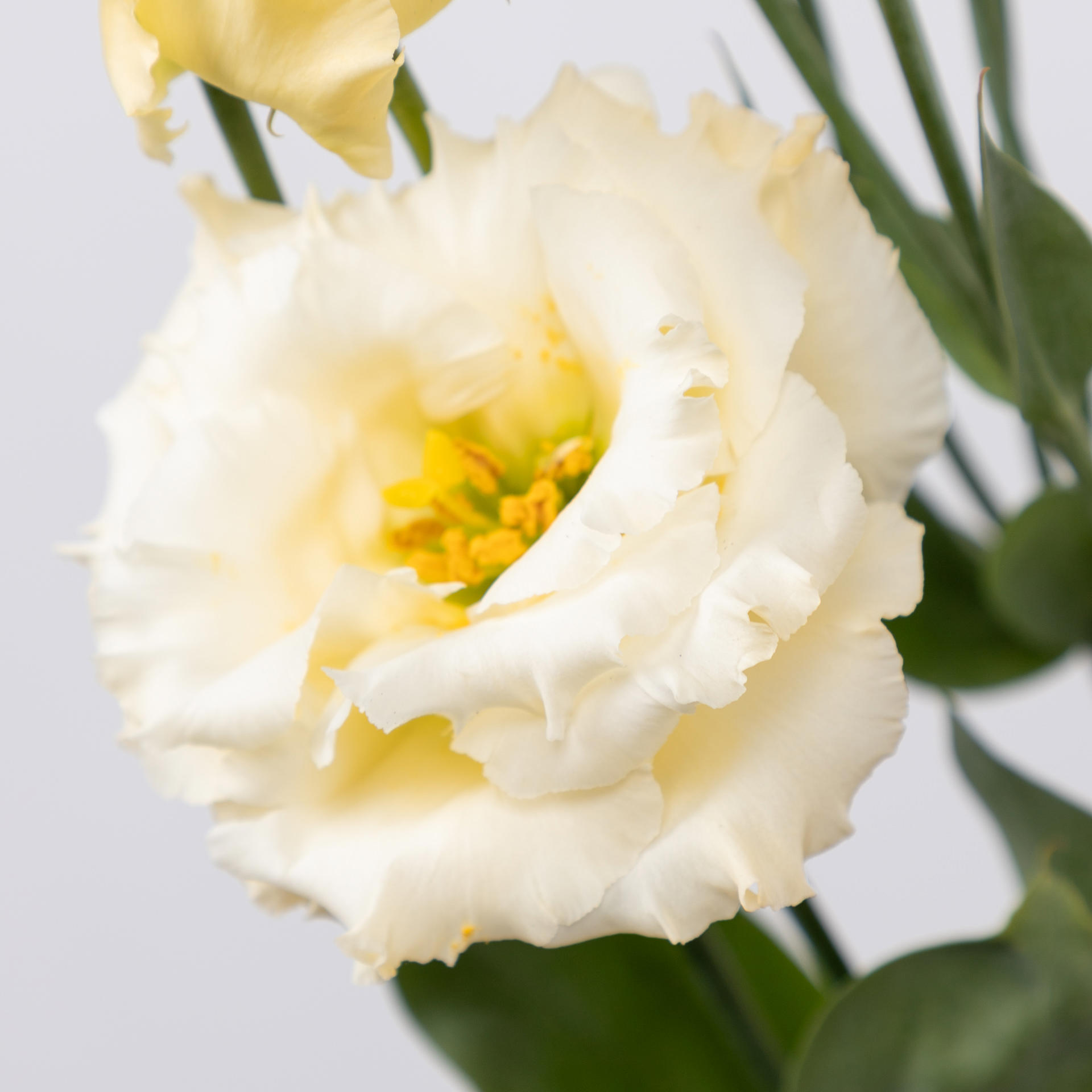 10x Eust.alissa yellow du 70cm