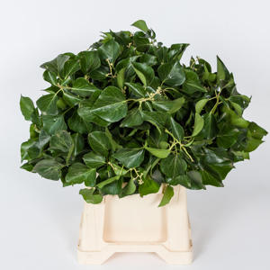 1x Sg hedera aborescens blad nl 40cm