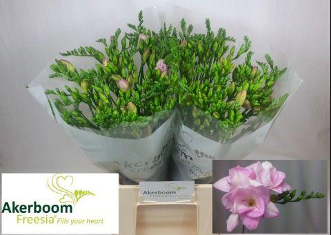 50x Freesia honeymoon du 50cm