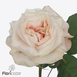 10x Rosa sunderland 50cm