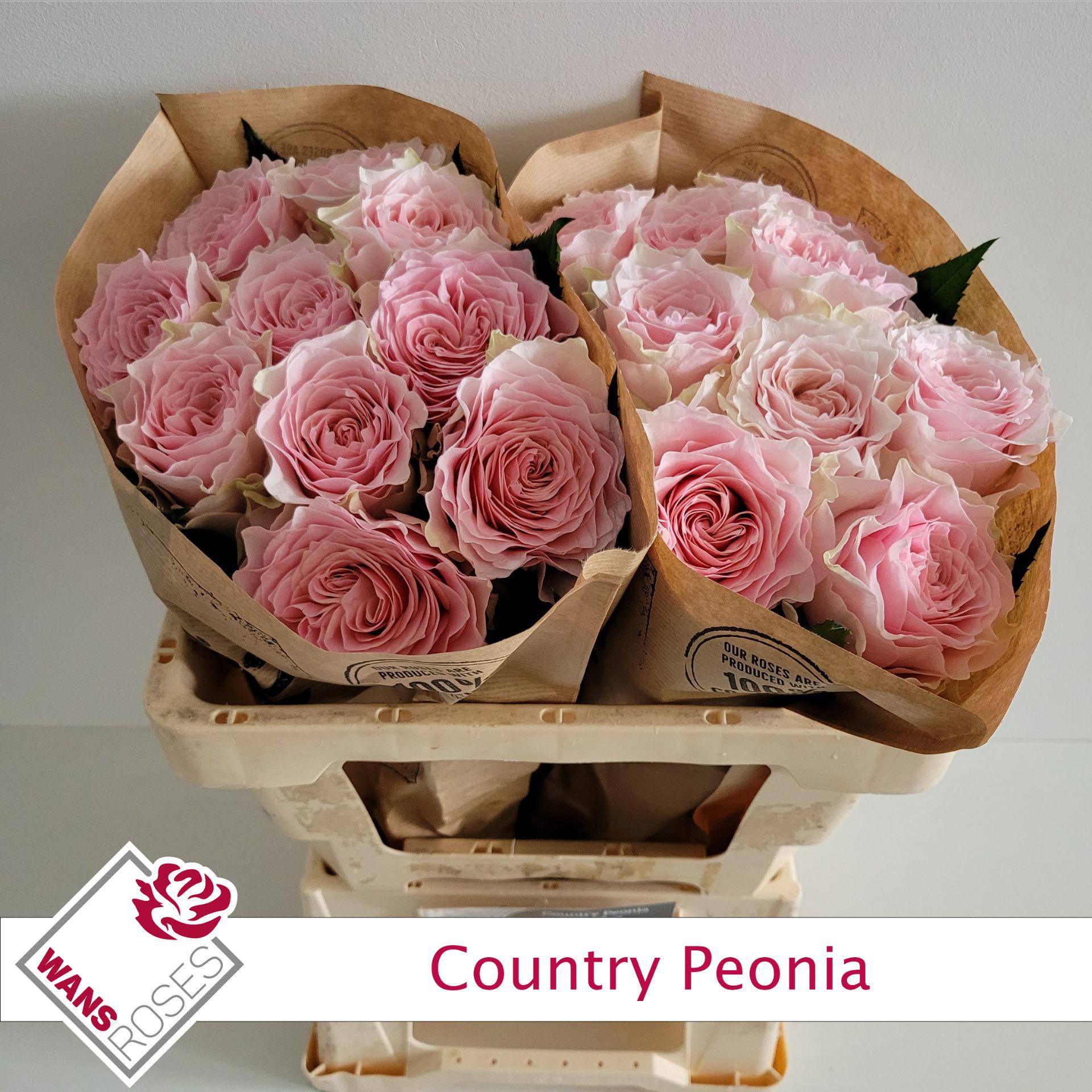 10x Rosa country spirit peonia 50cm