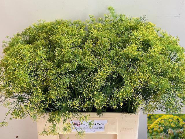 10x Anethum graveolens 60cm