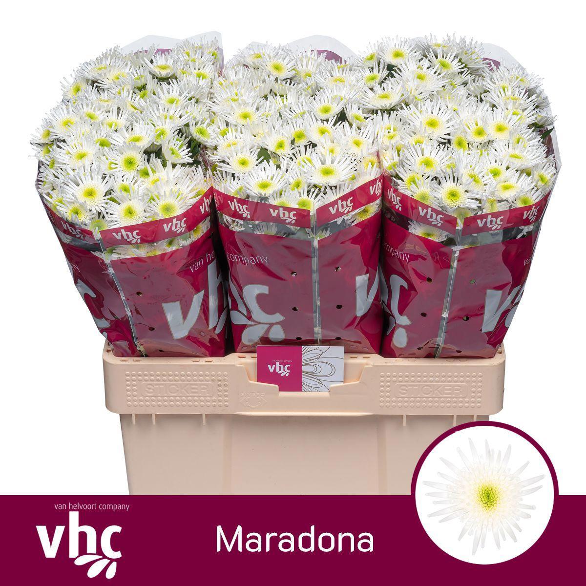 25x Chrysant san.maradona 50cm