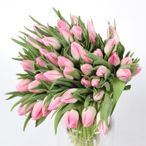 50x Tulipa bolroyal pink en 30cm