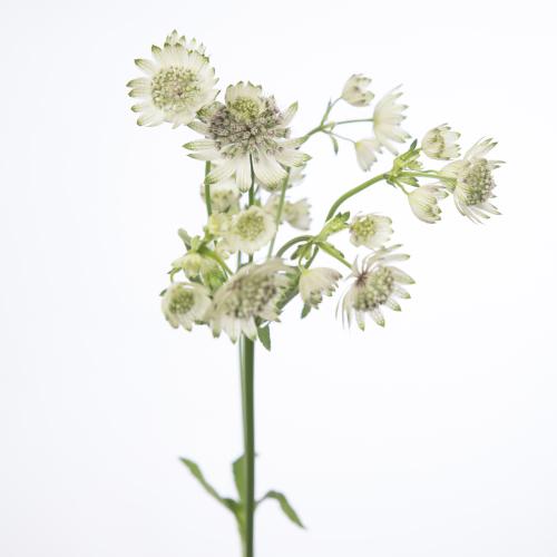 25x Astrantia billion stars xl 60cm