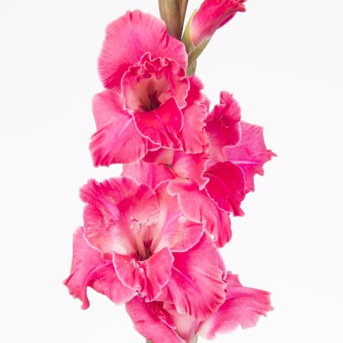10x Glad.fairytale pink 80cm