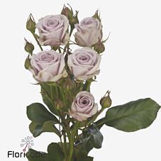 10x Rosa nadia duran 50cm