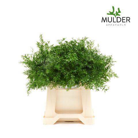 50x Aspar.cwebe 40cm