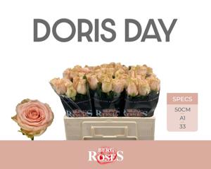 10x Rosa doris day 50cm