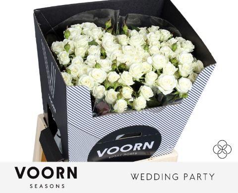 10x Rosa wedding party 70cm