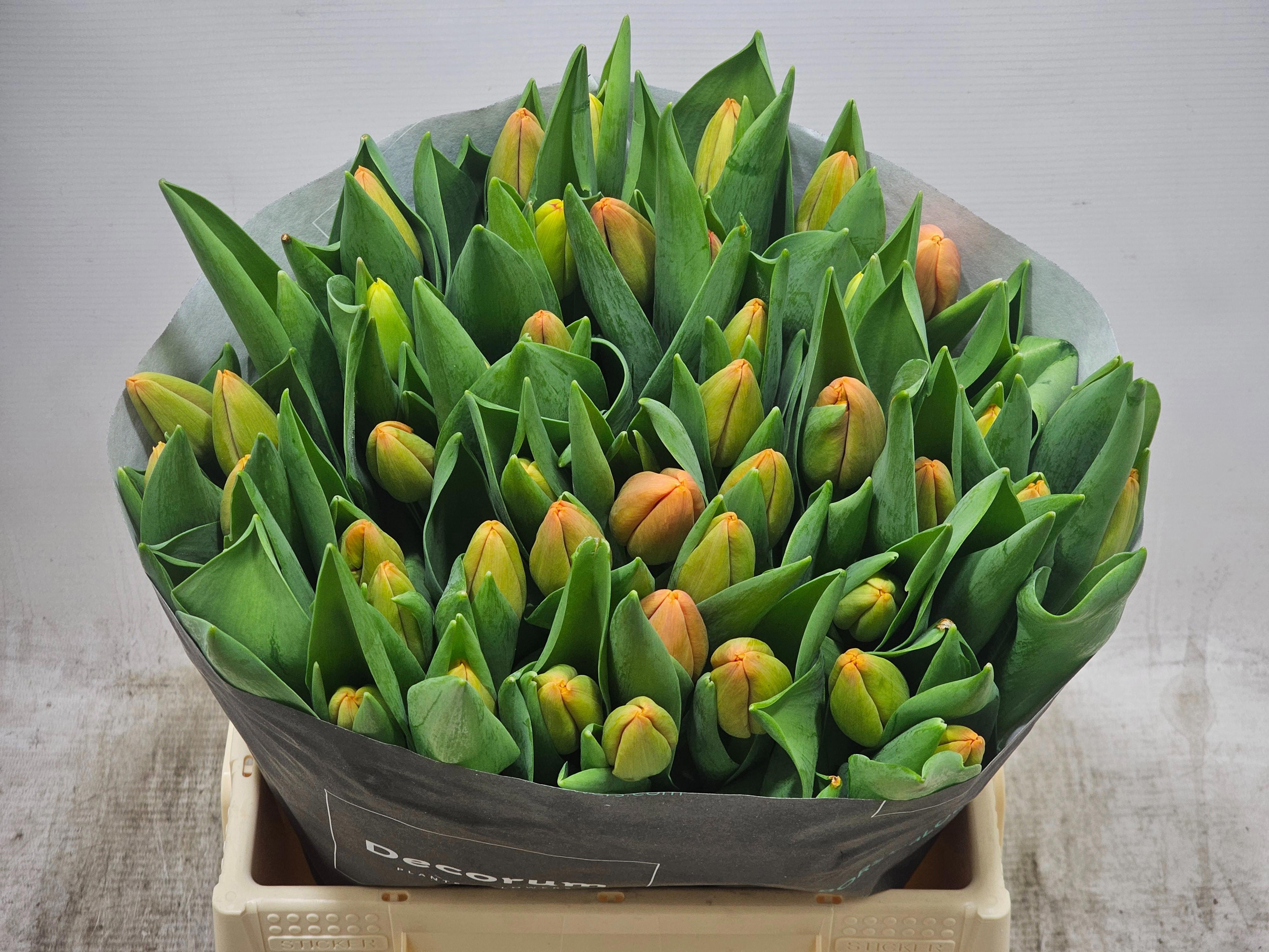 50x Tulipa time out en 40cm