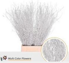 10x Tk betula wit 70cm