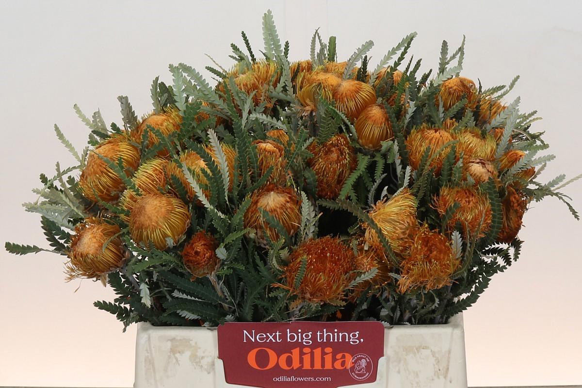 10x Banksia dryandra 40cm