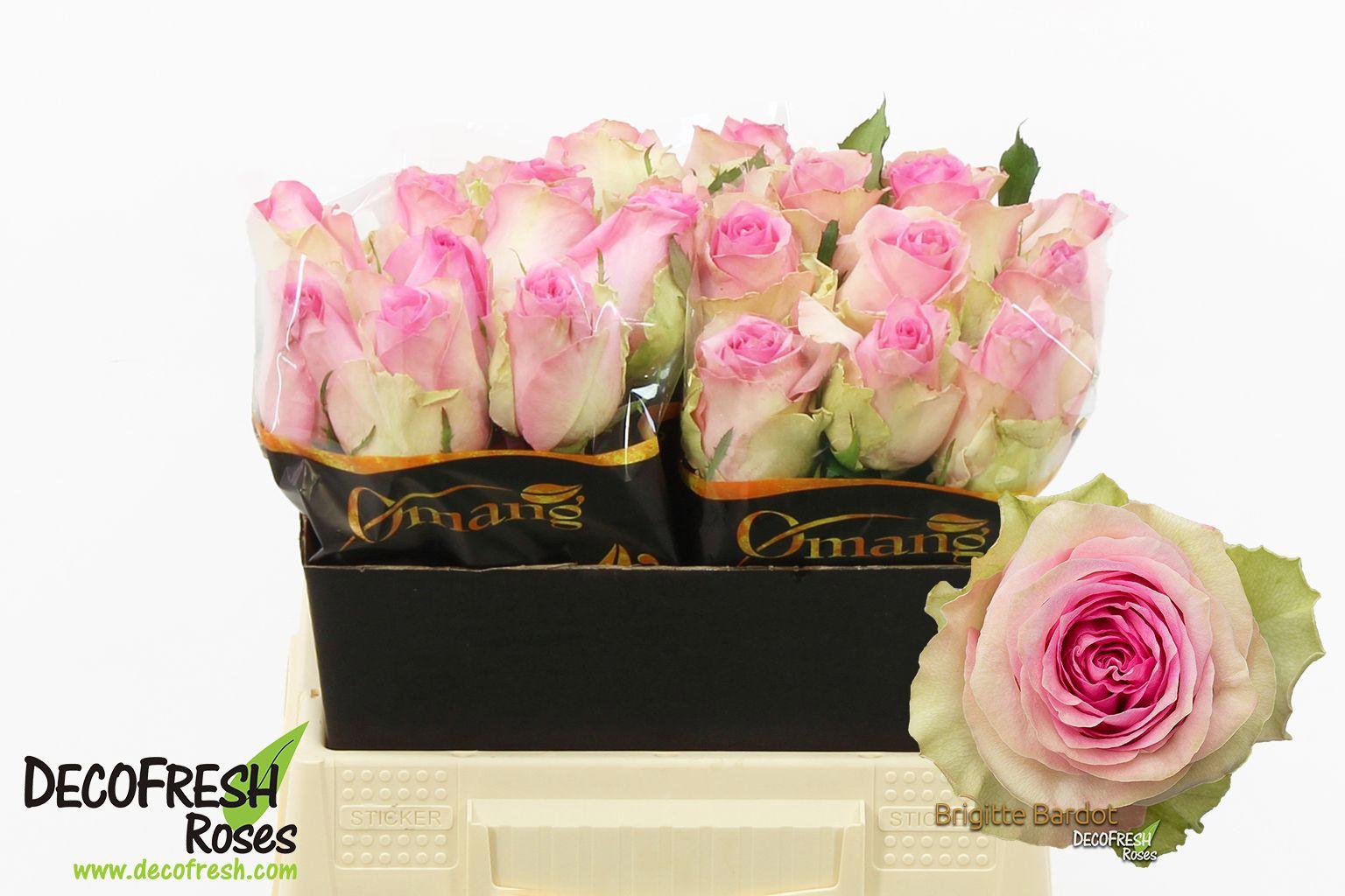 10x Rosa brigitte bardot 40cm