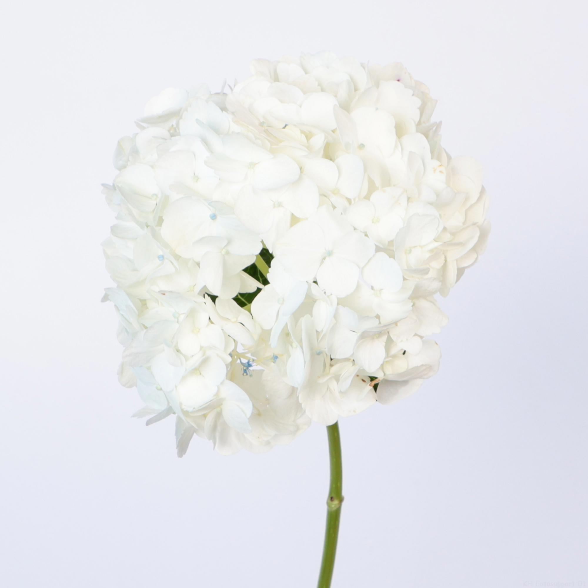 5x Hydr. - wit 50cm