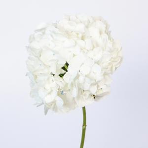 1x Hydr. - wit 50cm