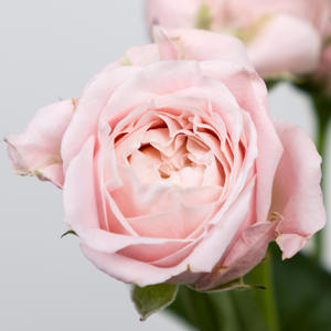 10x Rosa peach yo-yo 50cm