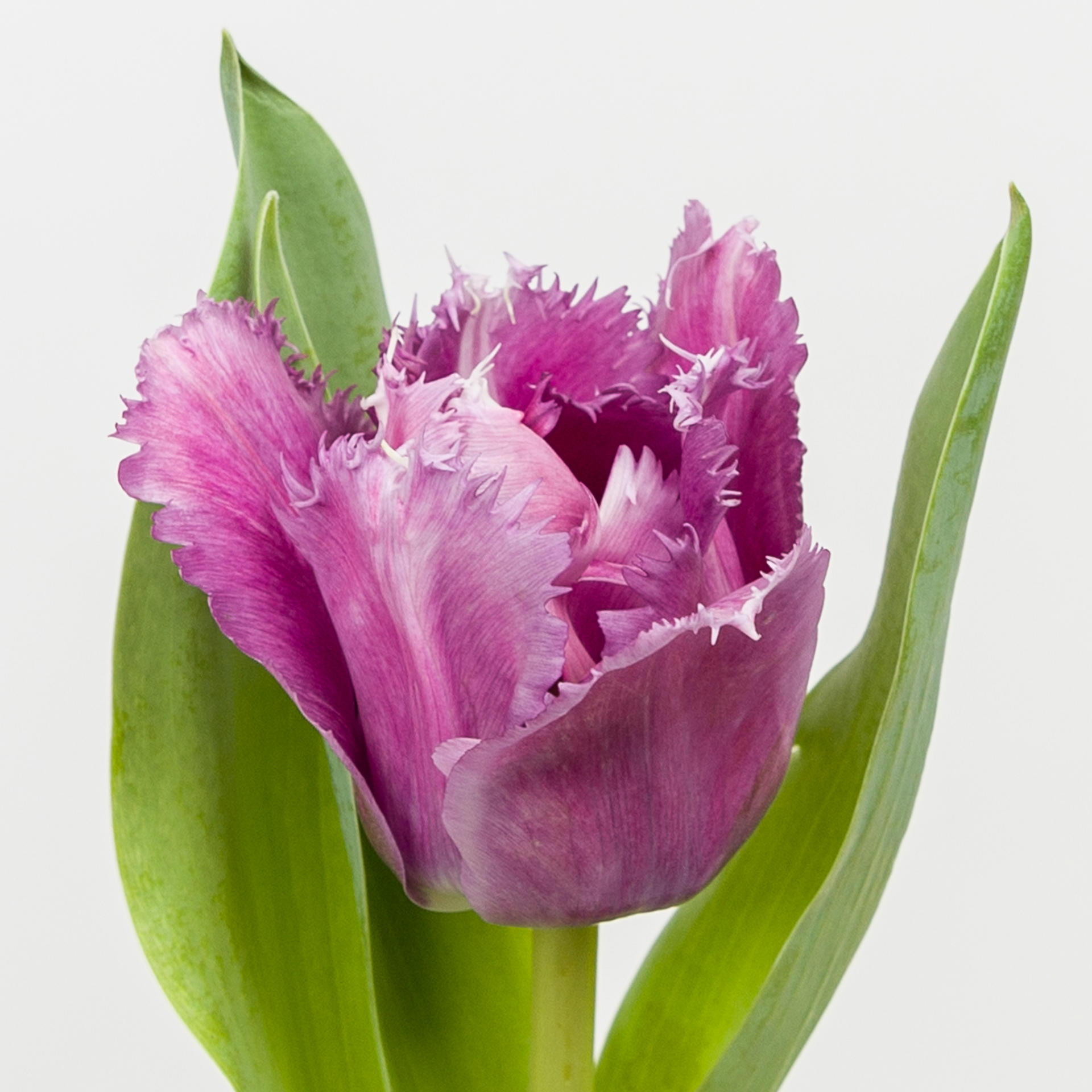 50x Tulipa mascotte gf 40cm
