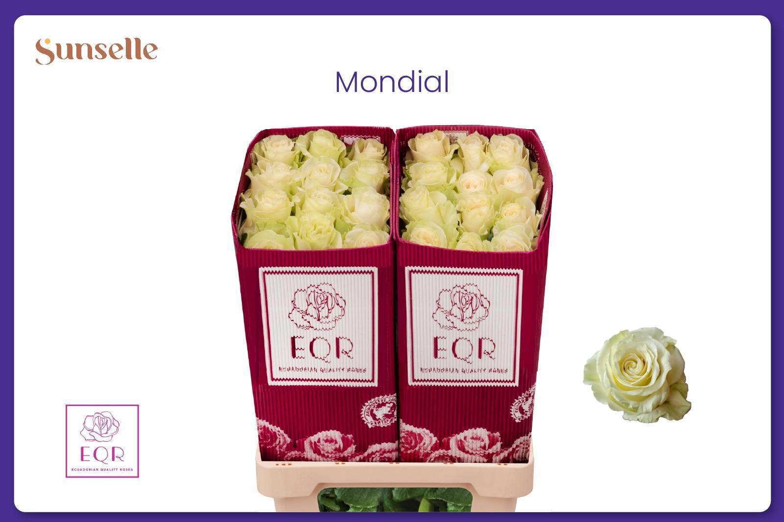 25x Rosa mondial 60cm