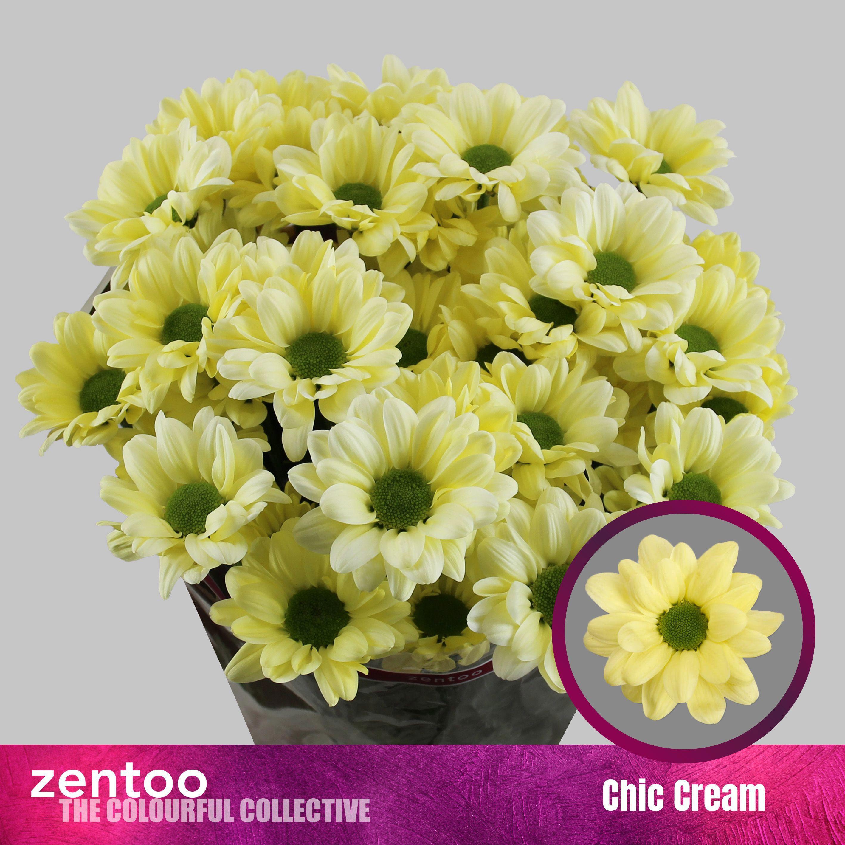 10x Chrysant chic cream 70cm
