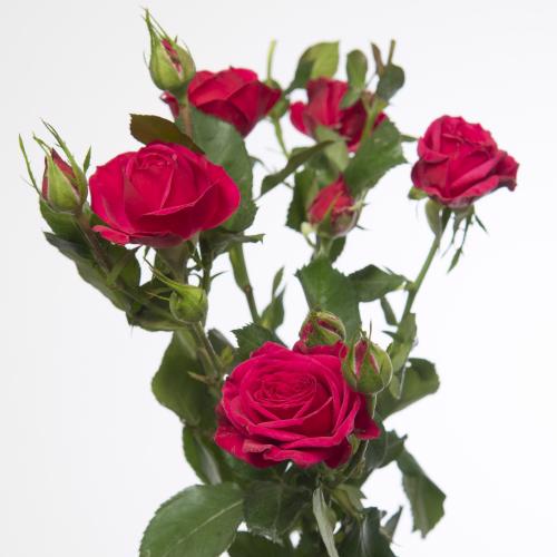 10x Rosa quincy 50cm