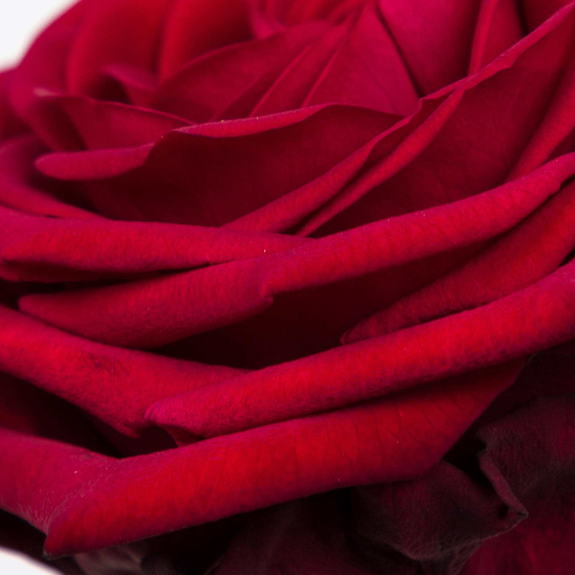 10x Rosa red naomi! 60cm