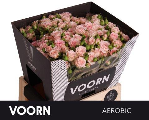 10x Rosa aerobic 60cm
