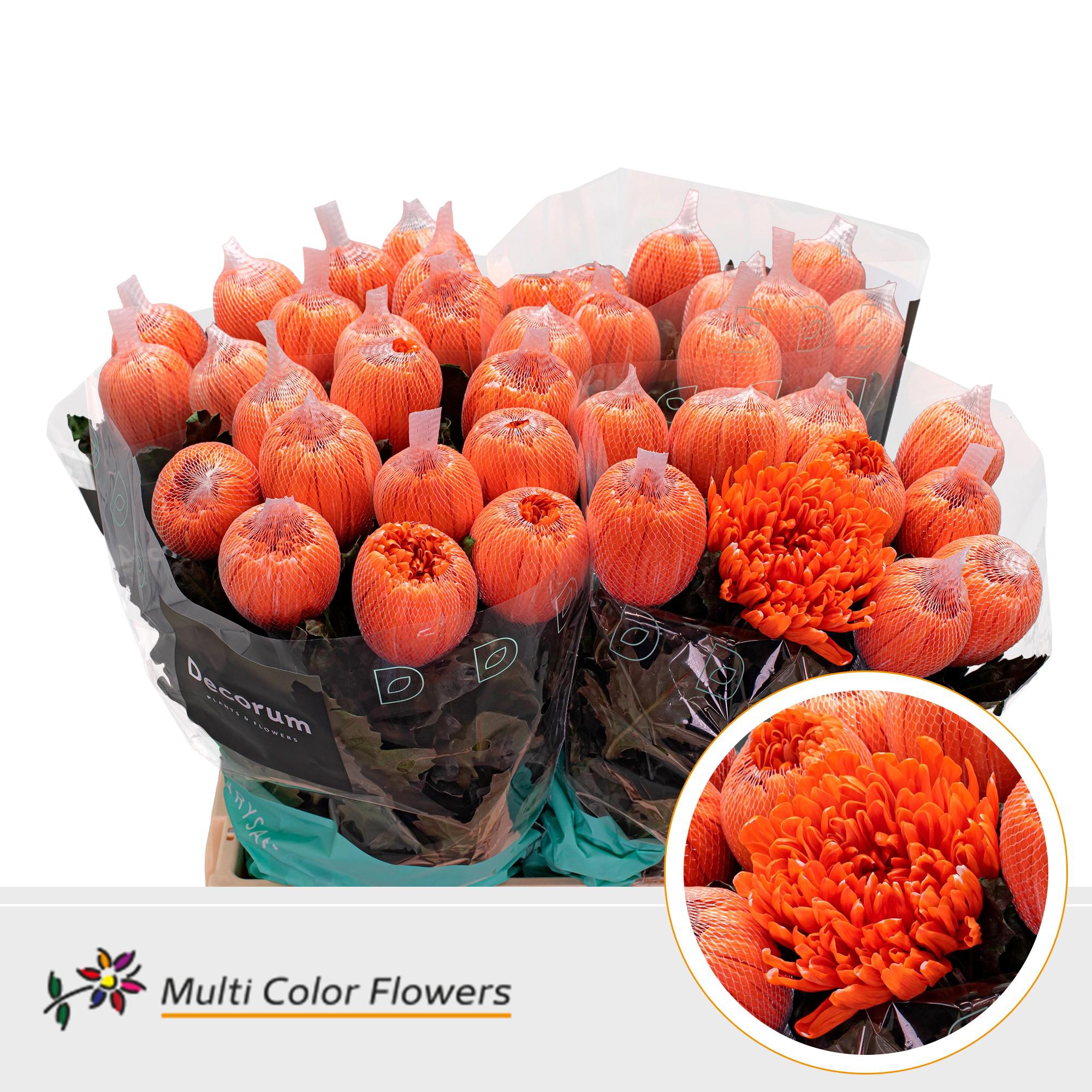 10x Chrysant antonov oranje 60cm