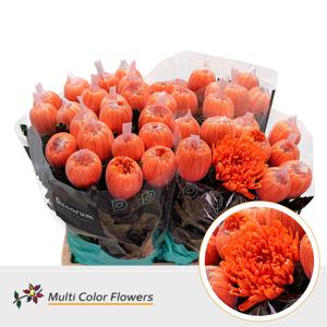 10x Chrysant antonov oranje 60cm