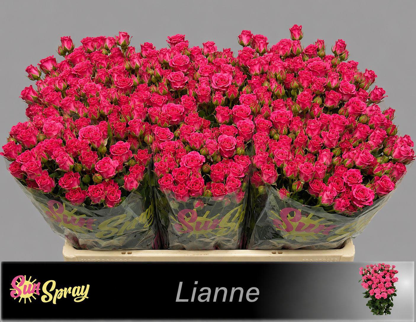 10x Rosa lianne 60cm