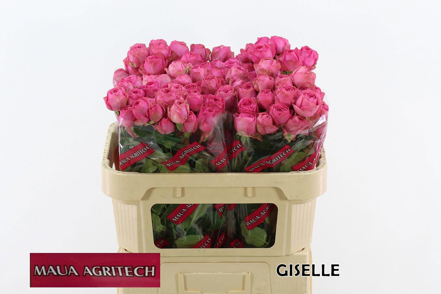 10x Rosa giselle! 70cm