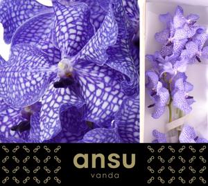16x Vanda kan.delft blue 10cm