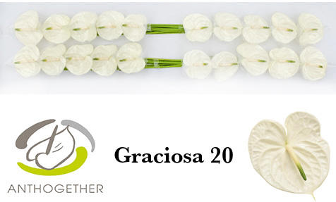 20x Anth.graciosa