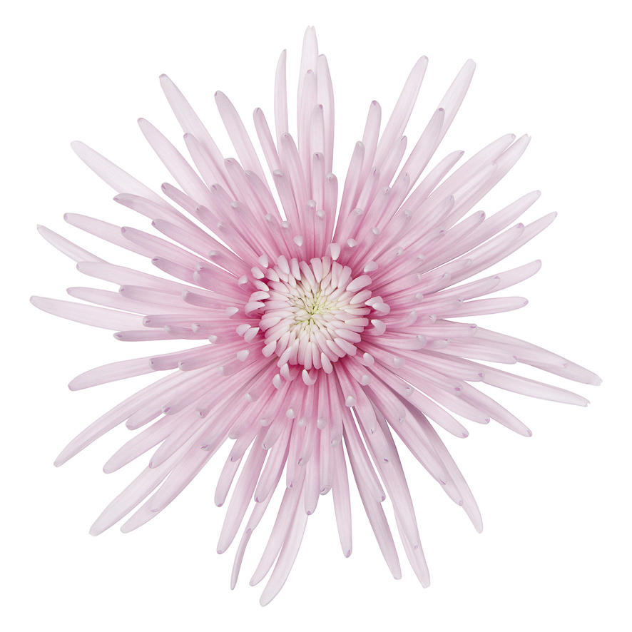 10x Chrysant cipria 70cm