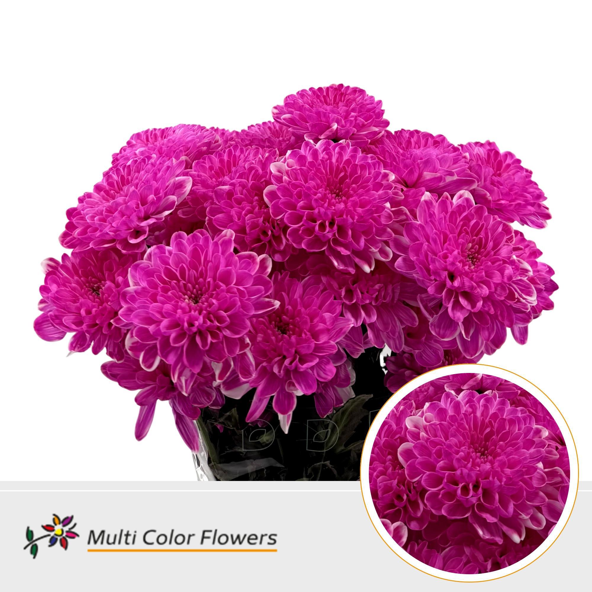 10x Chrysant overig 60cm