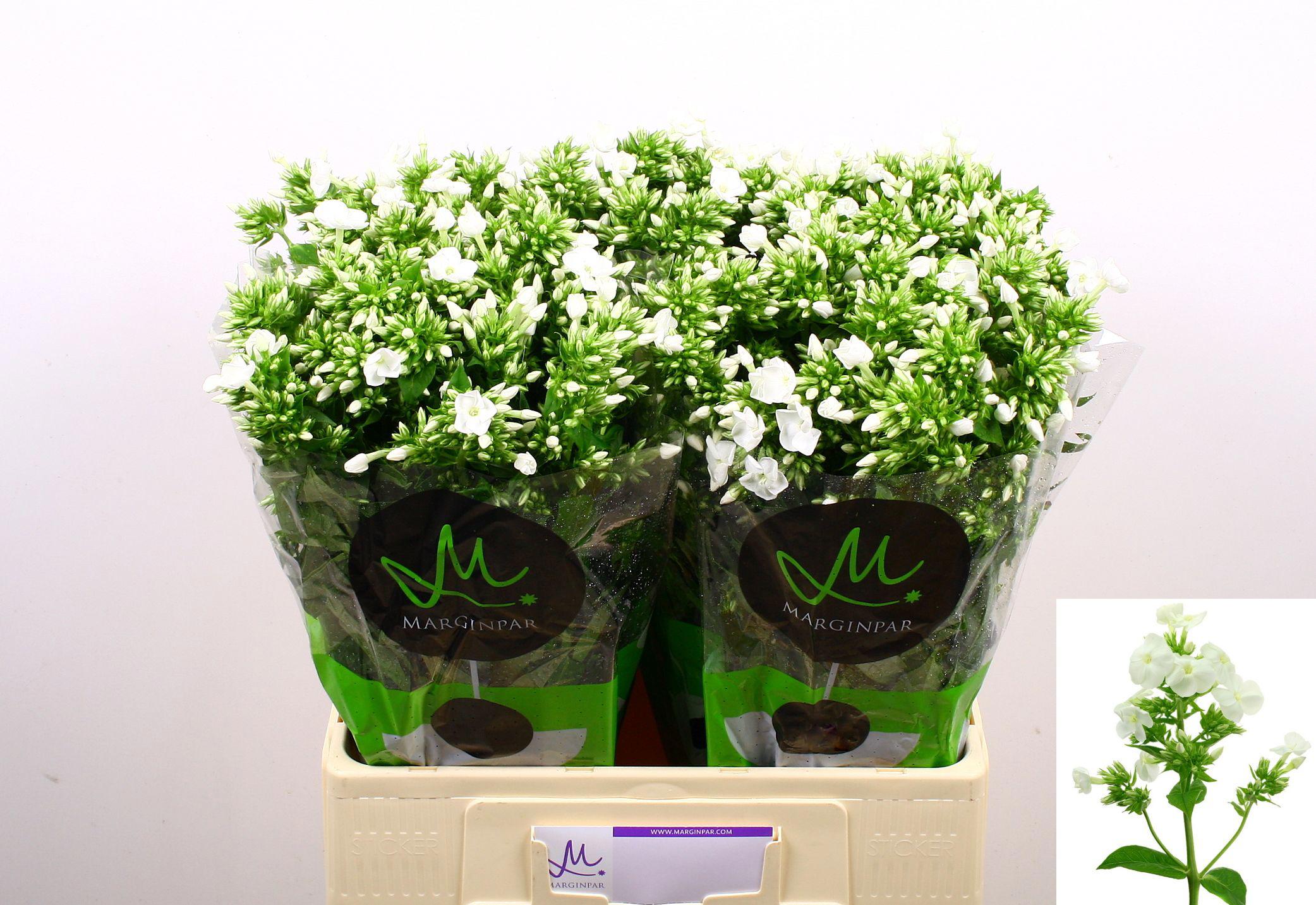 25x Phlox icecap 60cm