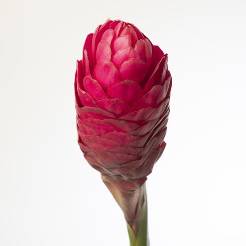 10x Alpinia red plus 80cm