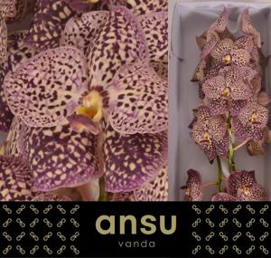 16x Vanda sun.ocelot sangria 20cm
