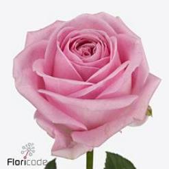 10x Rosa zaina! 60cm