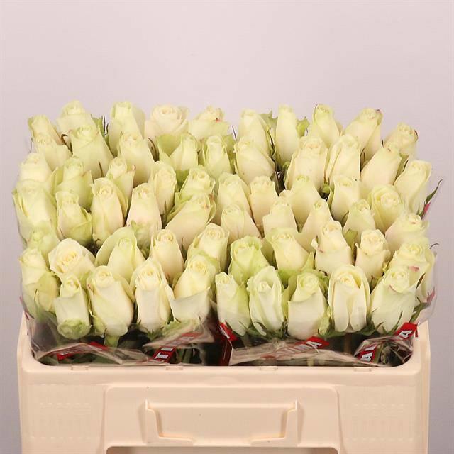 20x Rosa athena 50cm